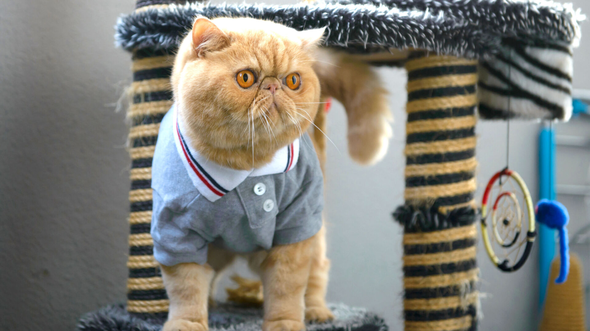 Finding Stylish Climbers and Scratchers